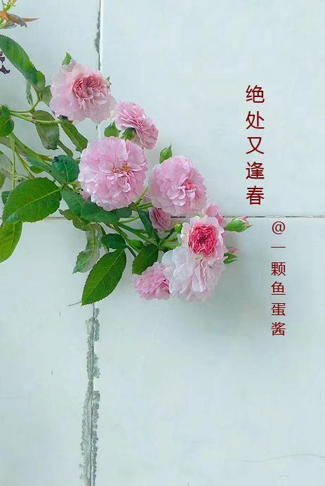 穿越宋朝当暴君免费阅读